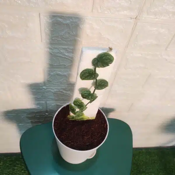 Monstera Dubia - Image 9