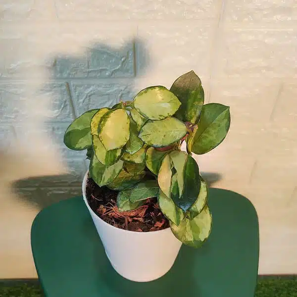 Hoya Australis Lisa - Image 9