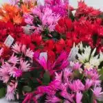 Rhipsalidopsis gaertneri (Easter Cactus) Random Color