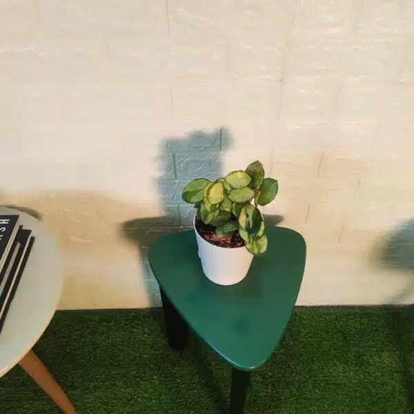 Hoya Australis Lisa - Image 2