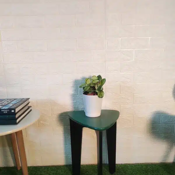 Hoya Australis Lisa - Image 3