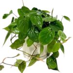 Heartleaf Philodendron Green (Philodendron Hederaceum)