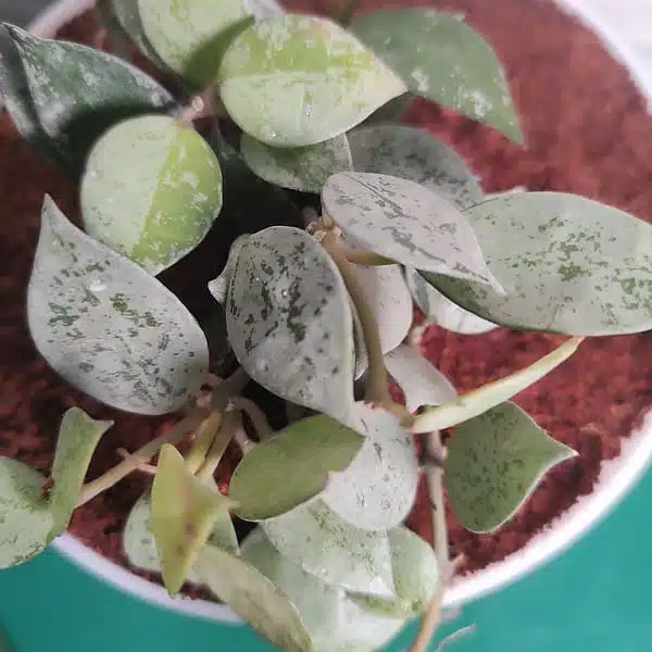 Hoya Krohniana Silver - Image 2