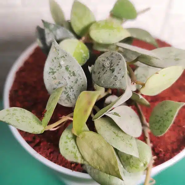 Hoya Krohniana Silver - Image 3