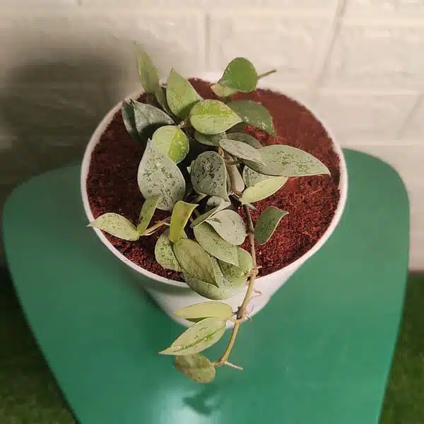 Hoya Krohniana Silver - Image 4