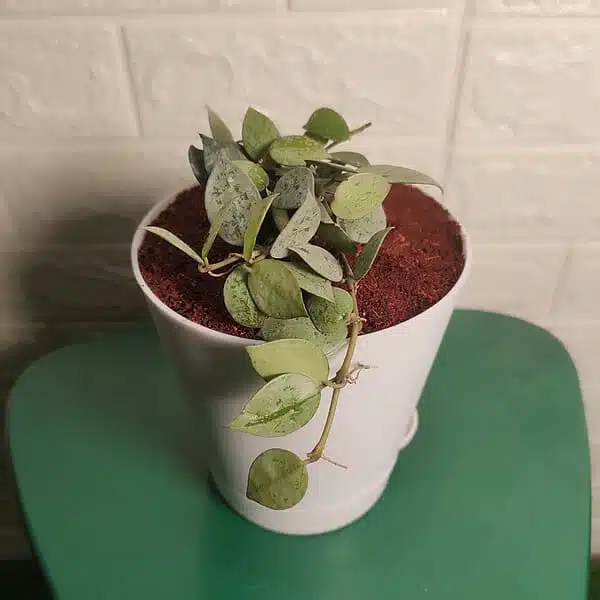 Hoya Krohniana Silver - Image 5