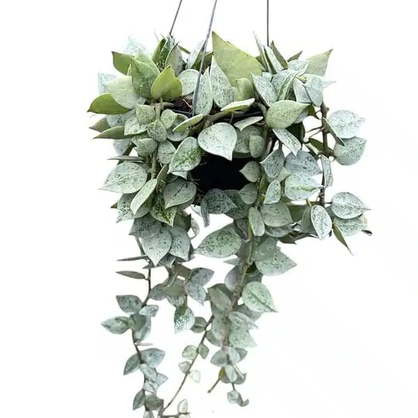 Hoya Krohniana Silver