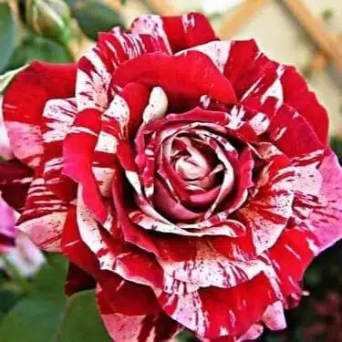 Julio Iglesias Rose Grafted - Image 3