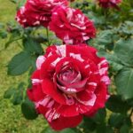 Julio Iglesias Rose Grafted