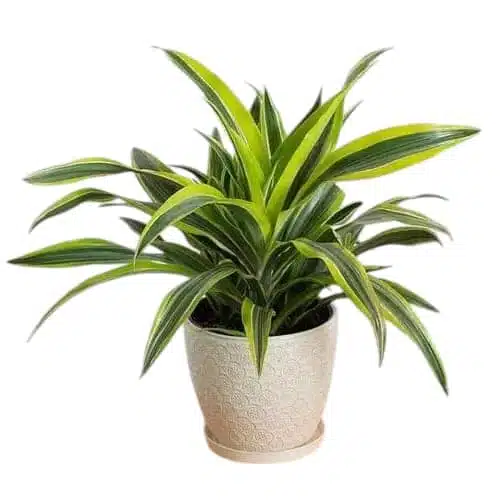 Dracaena Lemon Lime - Image 18