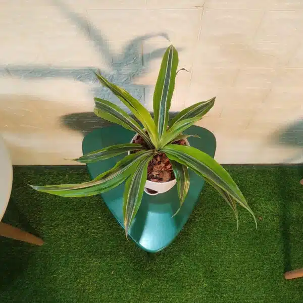 Dracaena Lemon Lime - Image 3