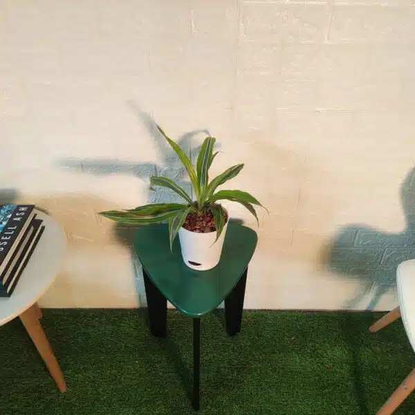 Dracaena Lemon Lime - Image 4