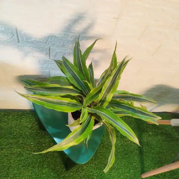 Dracaena Lemon Lime - Image 11
