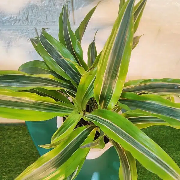 Dracaena Lemon Lime - Image 12