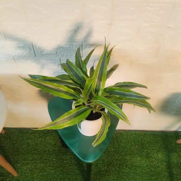 Dracaena Lemon Lime - Image 13