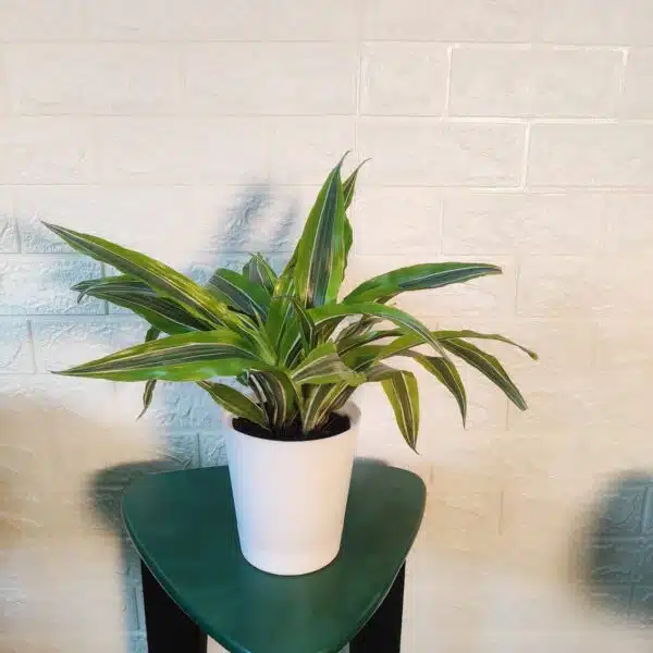 Dracaena Lemon Lime - Image 14