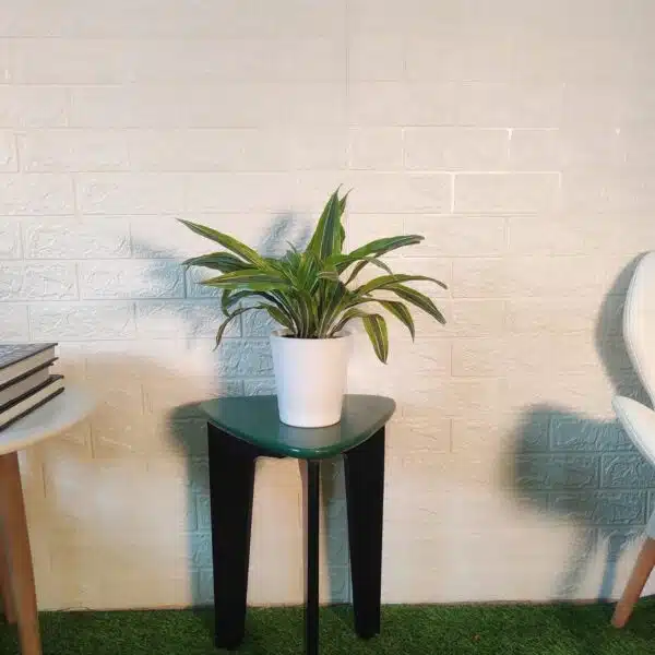 Dracaena Lemon Lime - Image 15