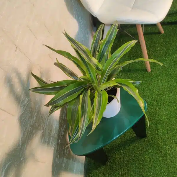 Dracaena Lemon Lime - Image 16
