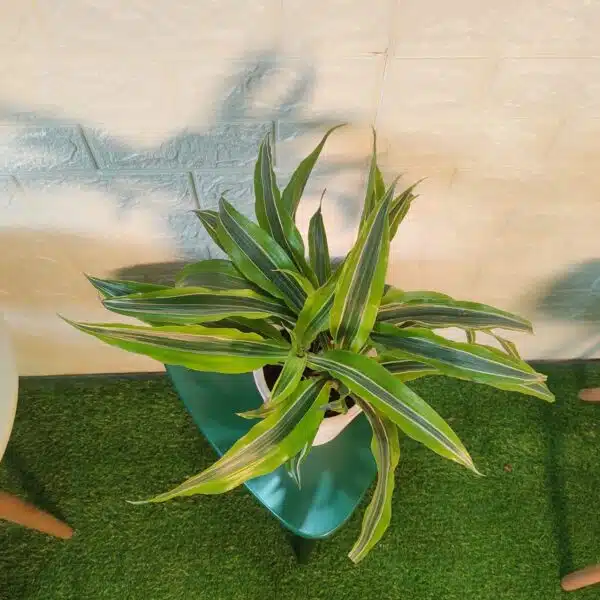 Dracaena Lemon Lime - Image 17