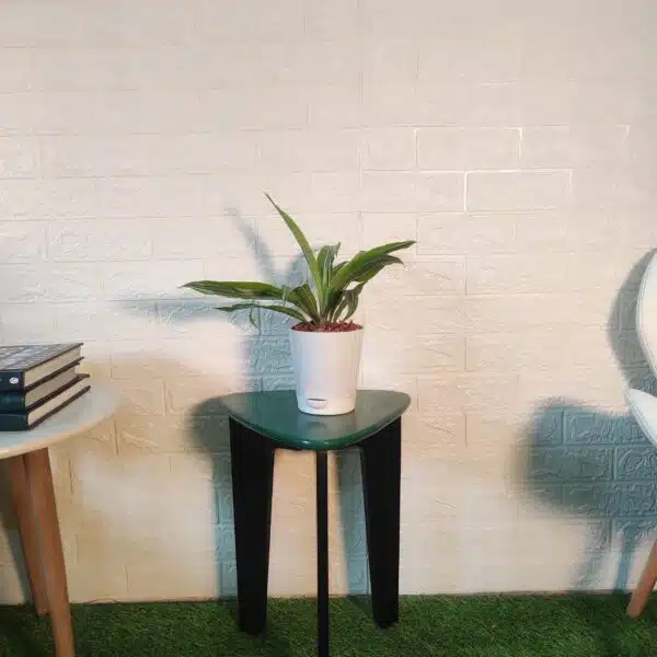 Dracaena Lemon Lime - Image 5