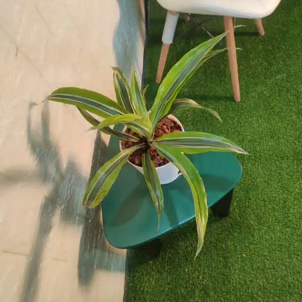 Dracaena Lemon Lime - Image 6