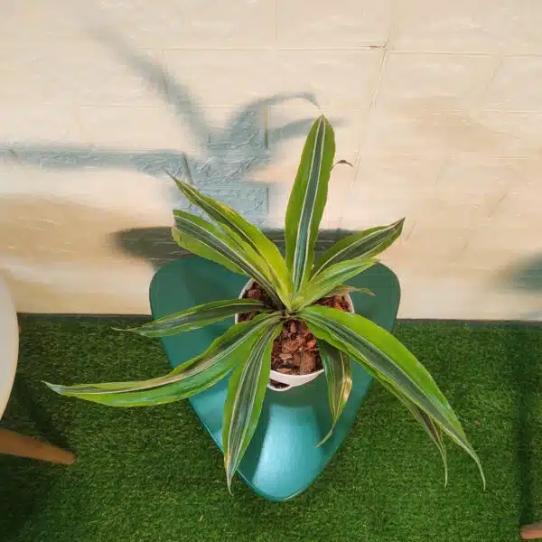 Dracaena Lemon Lime - Image 8