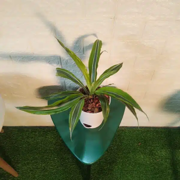 Dracaena Lemon Lime - Image 2