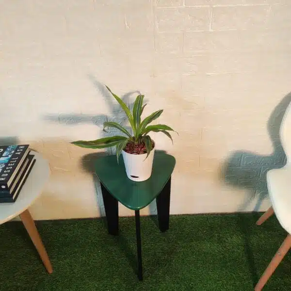 Dracaena Lemon Lime - Image 9