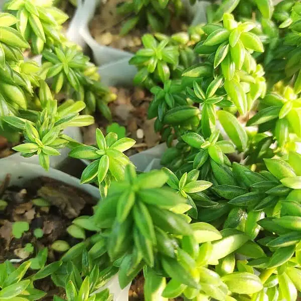 Peperomia Dolabriformis - Image 2