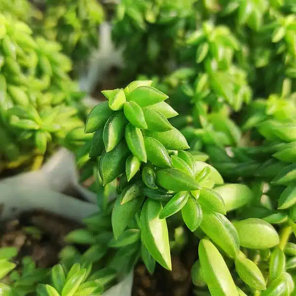 Peperomia Dolabriformis - Image 3