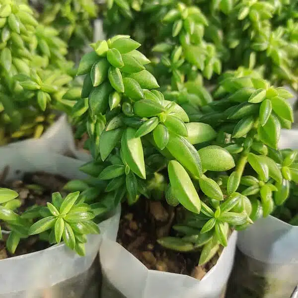 Peperomia Dolabriformis - Image 4