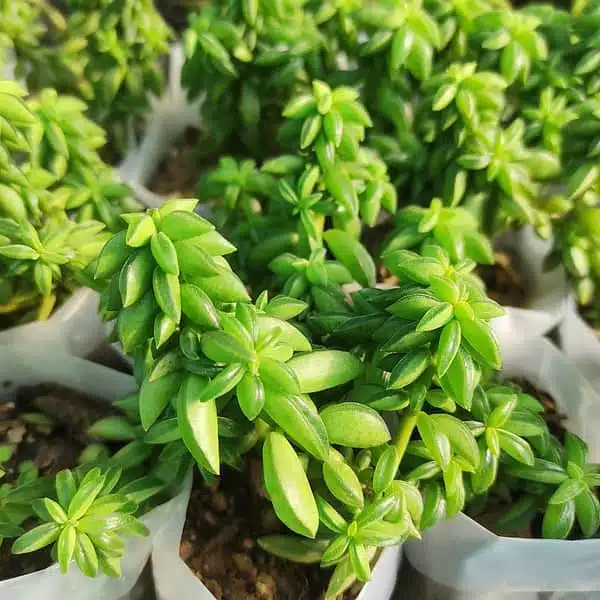 Peperomia Dolabriformis - Image 5