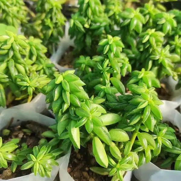 Peperomia Dolabriformis - Image 6