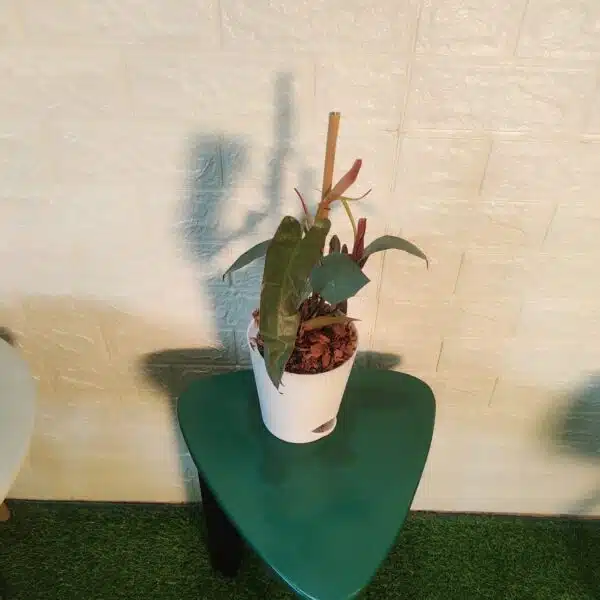 Philodendron Atabapoense Live Plant - Image 7