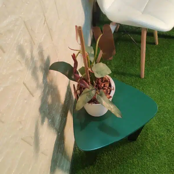 Philodendron Atabapoense Live Plant - Image 5