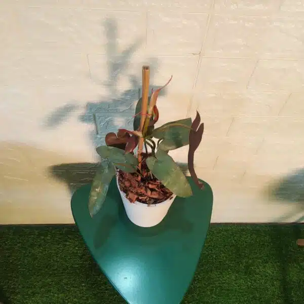 Philodendron Atabapoense Live Plant - Image 6