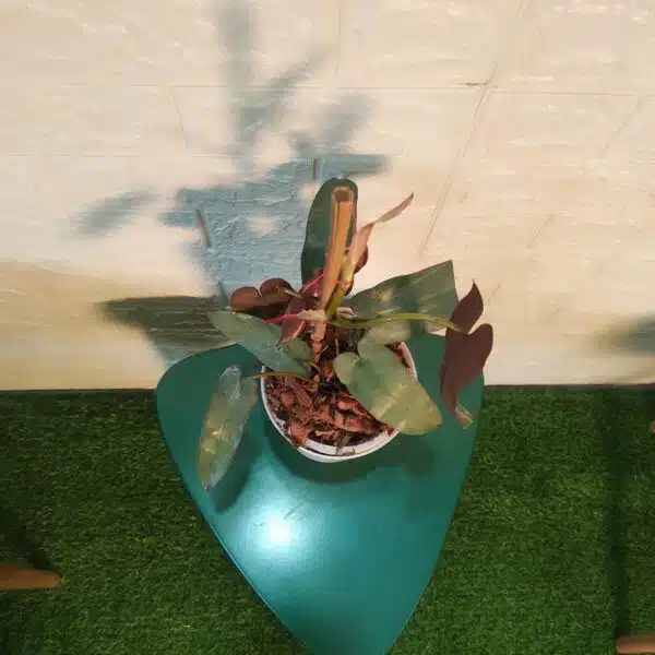 Philodendron Atabapoense Live Plant - Image 3