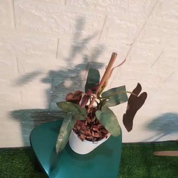 Philodendron Atabapoense Live Plant - Image 4