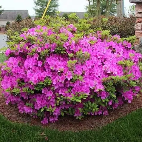 Azalea Single Petal Flower (Random color) - Image 3