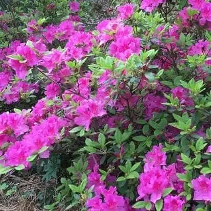 Azalea Single Petal Flower (Random color) - Image 2