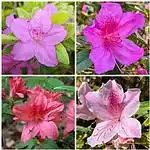 Azalea flowering plant