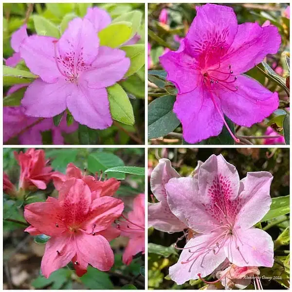 Azalea flowering plant