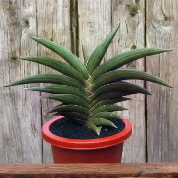 Sansevieria Samurai Dwarf  Rare Fan Rosette | PlantsHub