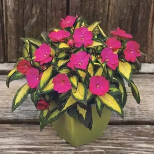 Sunpatiens (Impatiens hybrids Variegated Leaf) Mix Color