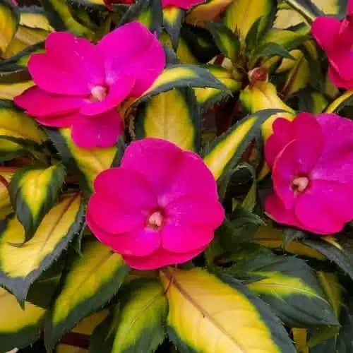 Sunpatiens (Impatiens hybrids Variegated Leaf) Mix Color - Image 5
