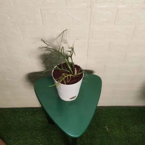 Philodendron Tortum - Image 3