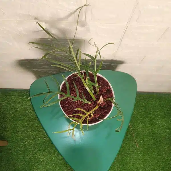 Philodendron Tortum - Image 2