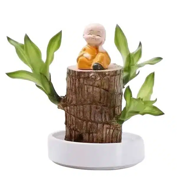 Dracaena hydroponic Variegated Leaves (Brazilian Lucky Wood)