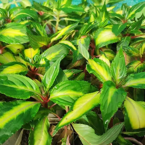 Sunpatiens (Impatiens hybrids Variegated Leaf) Mix Color - Image 2