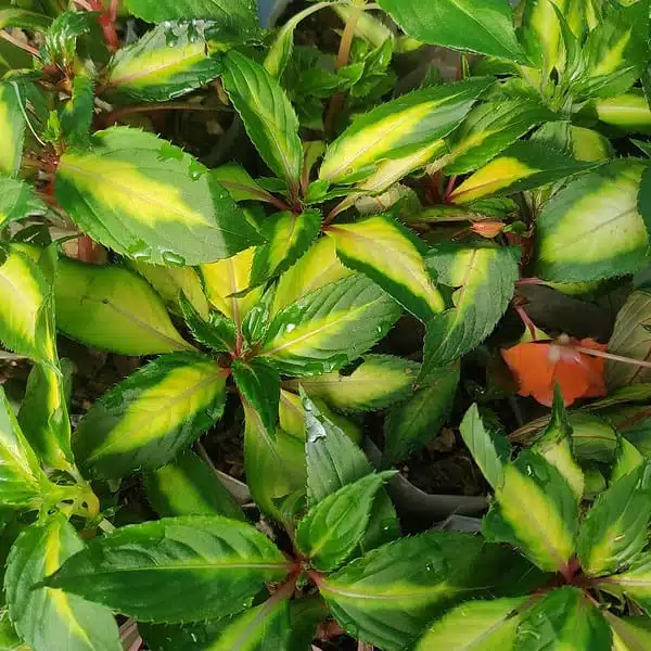 Sunpatiens (Impatiens hybrids Variegated Leaf) Mix Color - Image 4